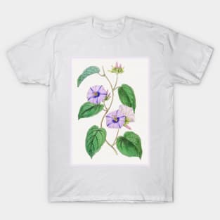 Hoary Jacquemontia Flower Branch T-Shirt